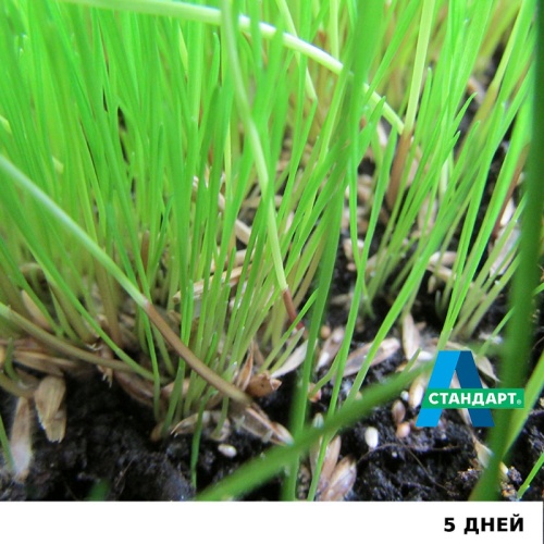 Семена газона: Травосмесь "А-Стандарт Спортивная" фото 12