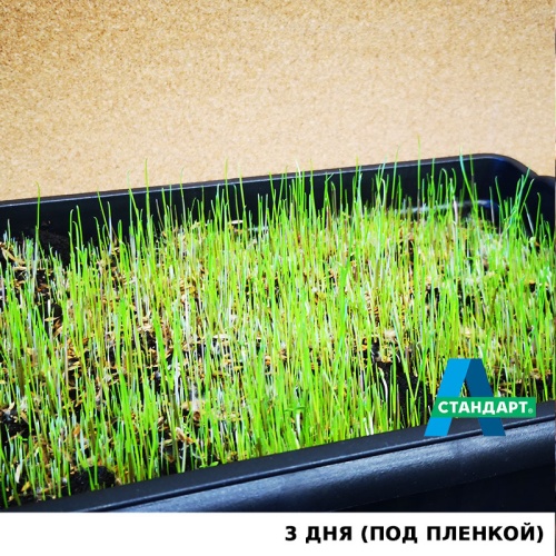 Семена газона: Травосмесь "А Стандарт ГНОМ" фото 10
