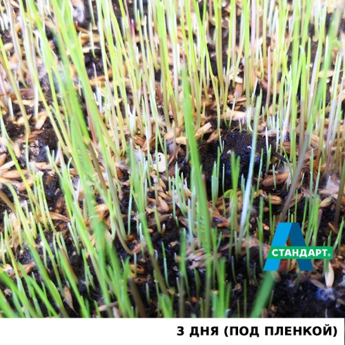 Семена газона: Травосмесь "А-Стандарт Теневая" фото 9