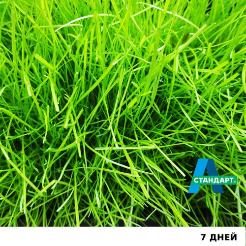 Семена газона: Травосмесь "А-Стандарт Спортивная" фото 13