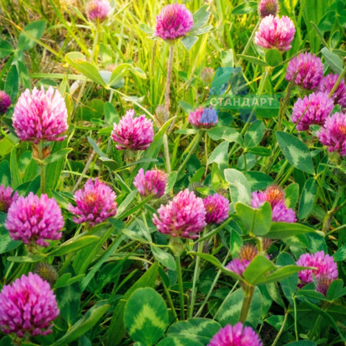 Семена клевера А-Стандарт Красный (Трио), 20 кг в белом мешке фото 4