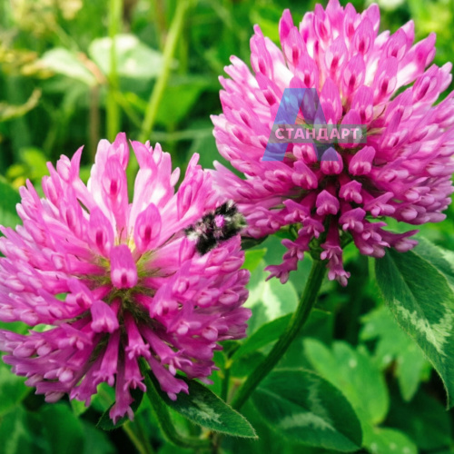 Семена клевера А-Стандарт Красный (Трио), 20 кг в белом мешке фото 7