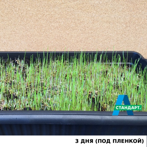 Семена газона: Травосмесь "А-Стандарт Строительная" фото 5