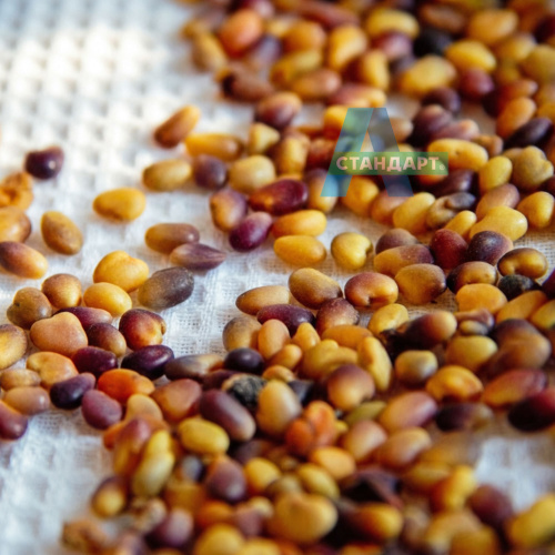 Семена клевера А-Стандарт Красный (Трио), 20 кг в белом мешке фото 6