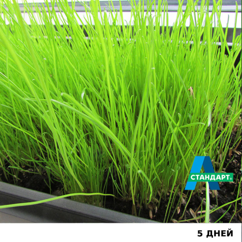 Семена газона А-Стандарт Универсальный, 20 кг в белом мешке фото 6